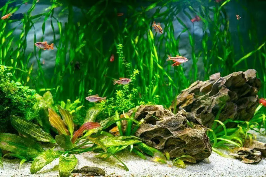 aquarium plants