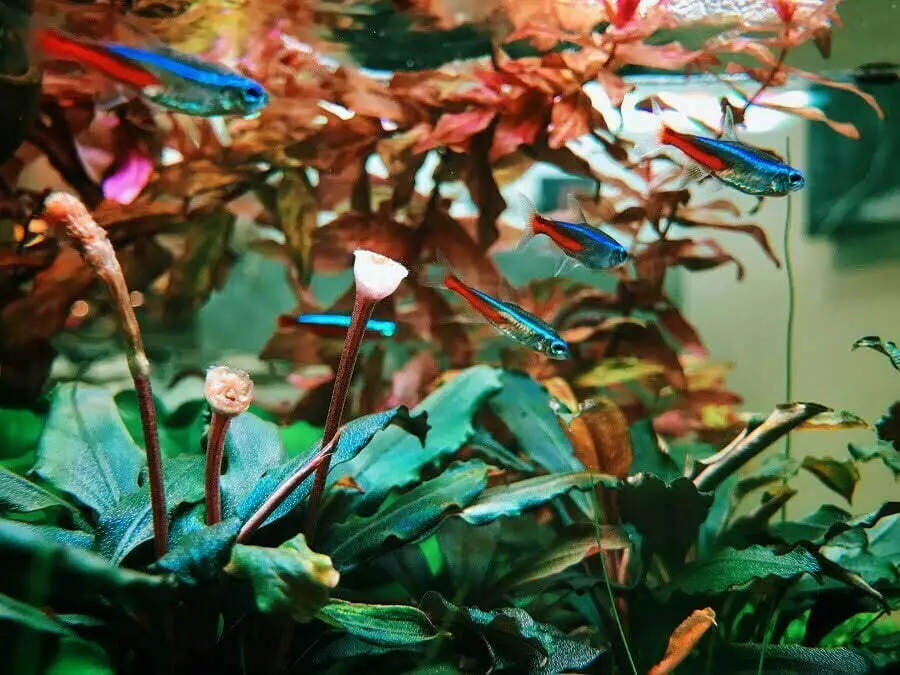 best aquarium plants
