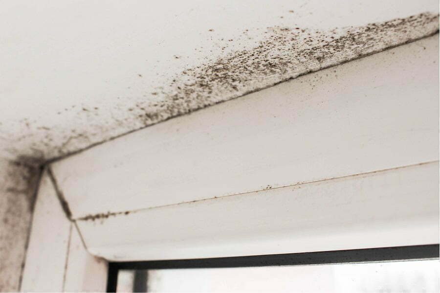 mold at home