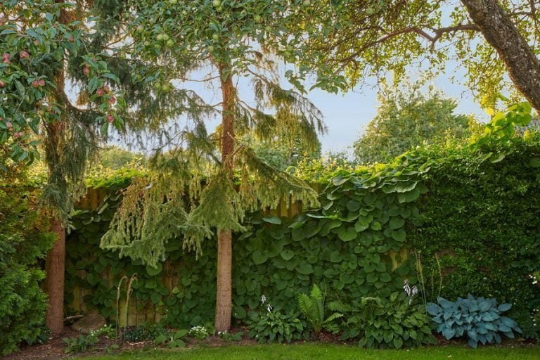 How Can Planting Different Types of Trees Enrich the Look of Your Yard?
