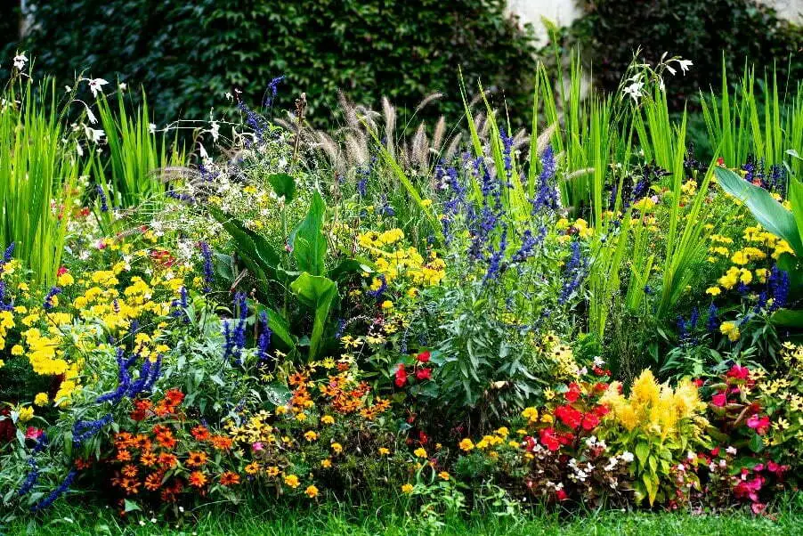 backyard garden plants