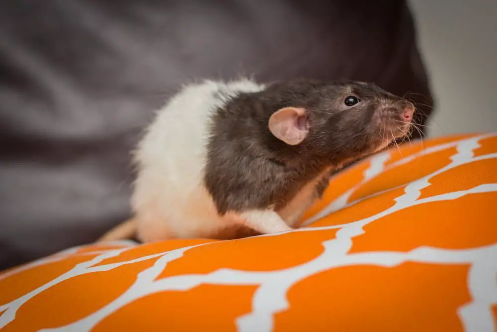 mouse on couch