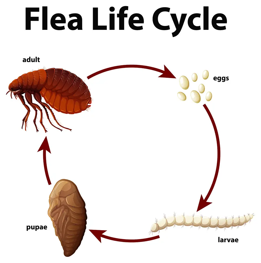 Flea Life Cycle