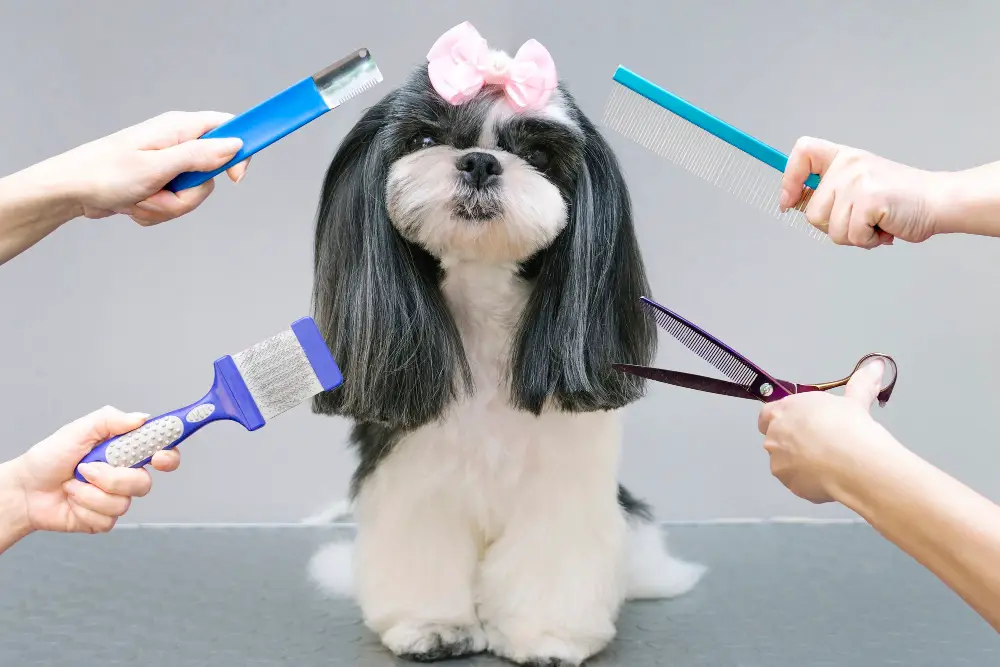 Grooming dog