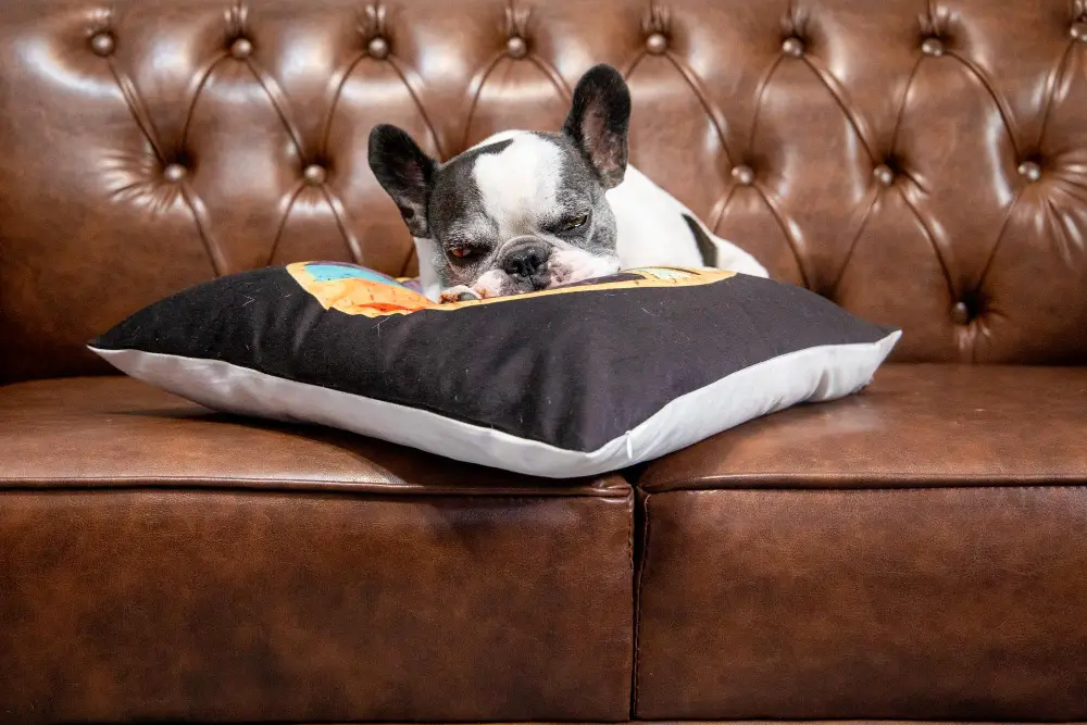 Leather Couch with dog in pillow