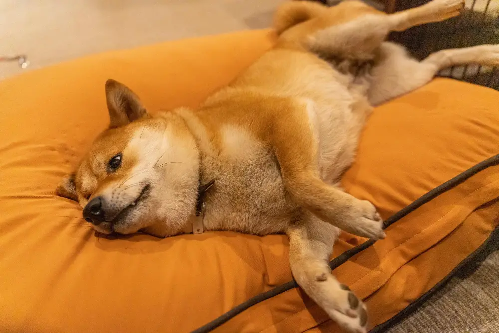 comfortable dog at home