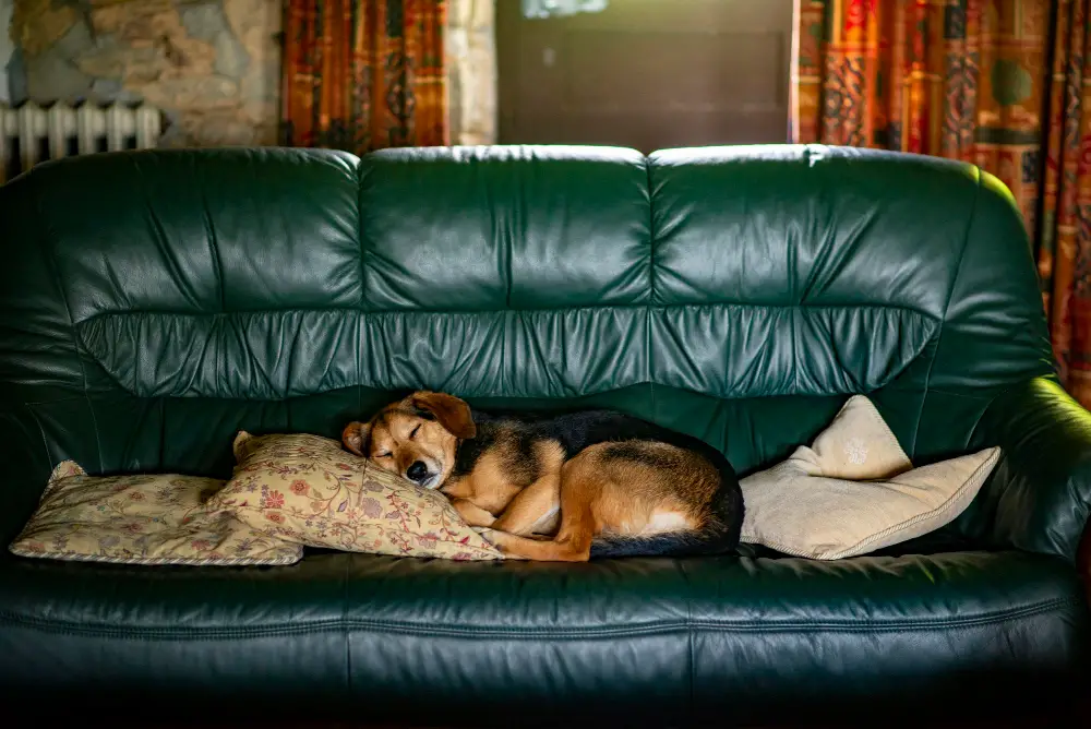 comfortable dog in Leather Couch
