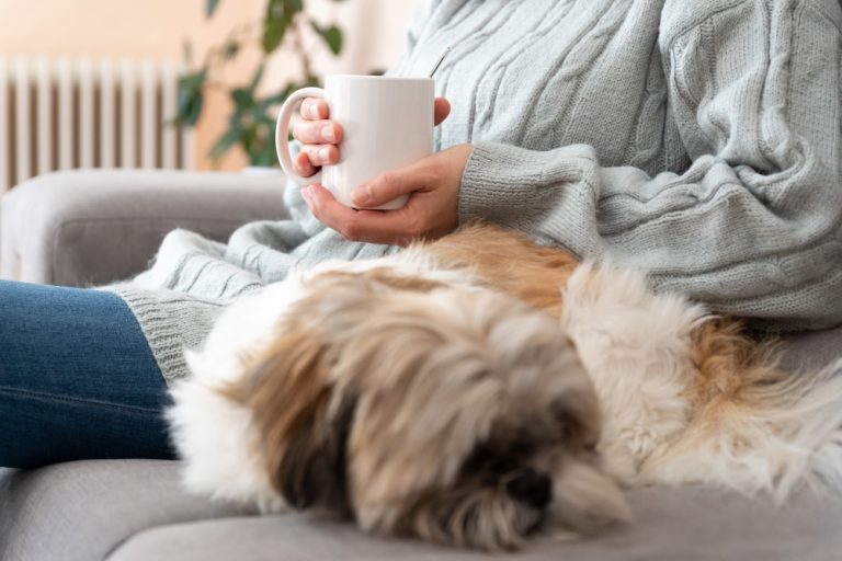 Why Does a Dog Rub Against The Couch? Understanding Canine Behavior