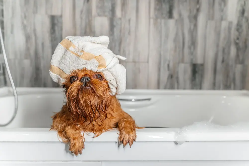 dog after bath