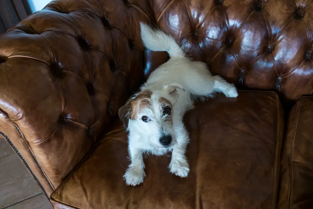 dog in a leather sofa