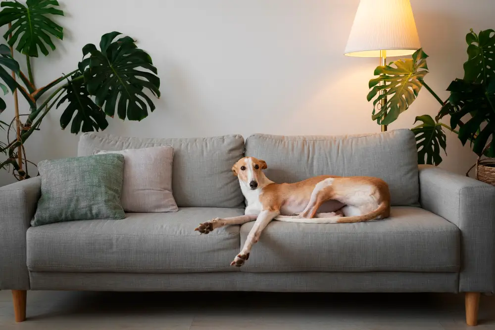 dog in couch