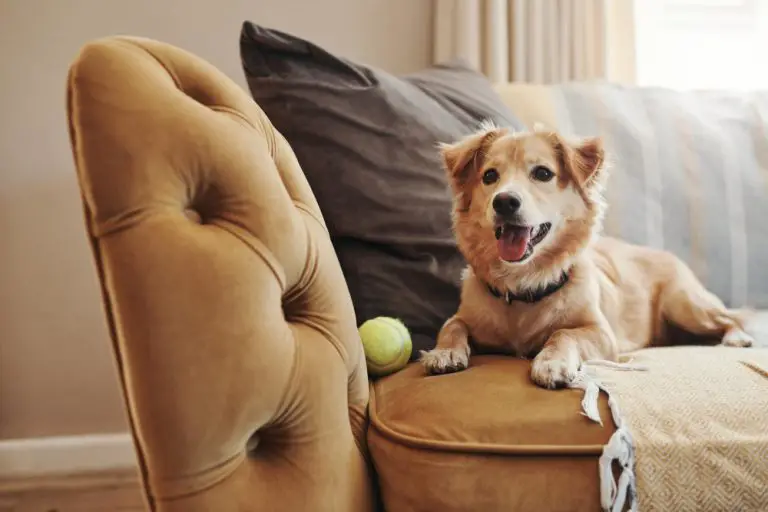 Why Does a Dog Rub Against The Couch? Understanding Canine Behavior