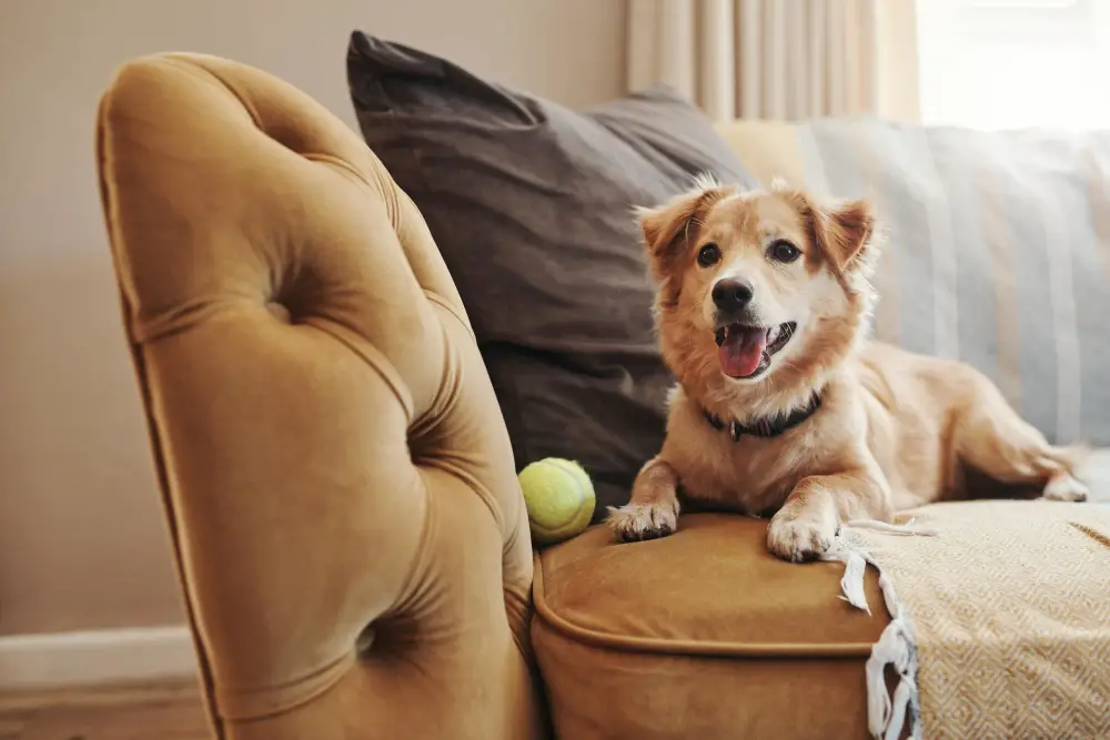 dog rub in couch