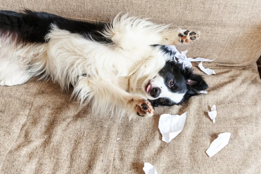 dogs rub against furniture