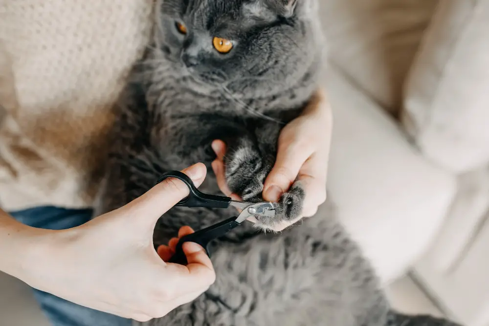 Cat Nail Trimming