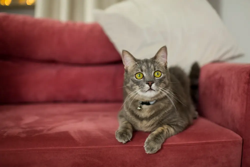 Velvet Sofas and Cat Compatibility