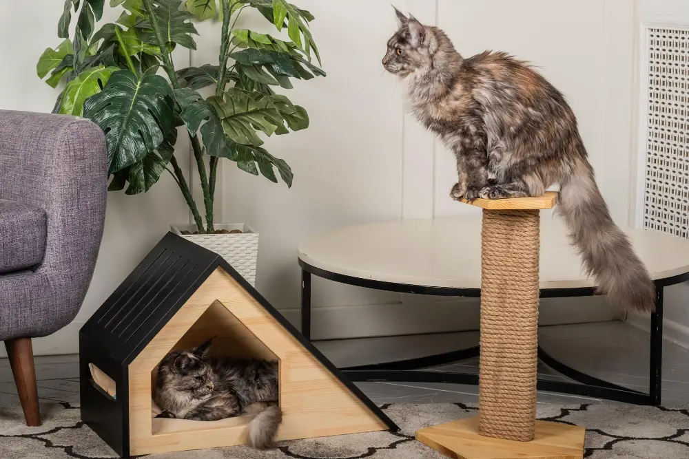 Cat House and Scratching Post