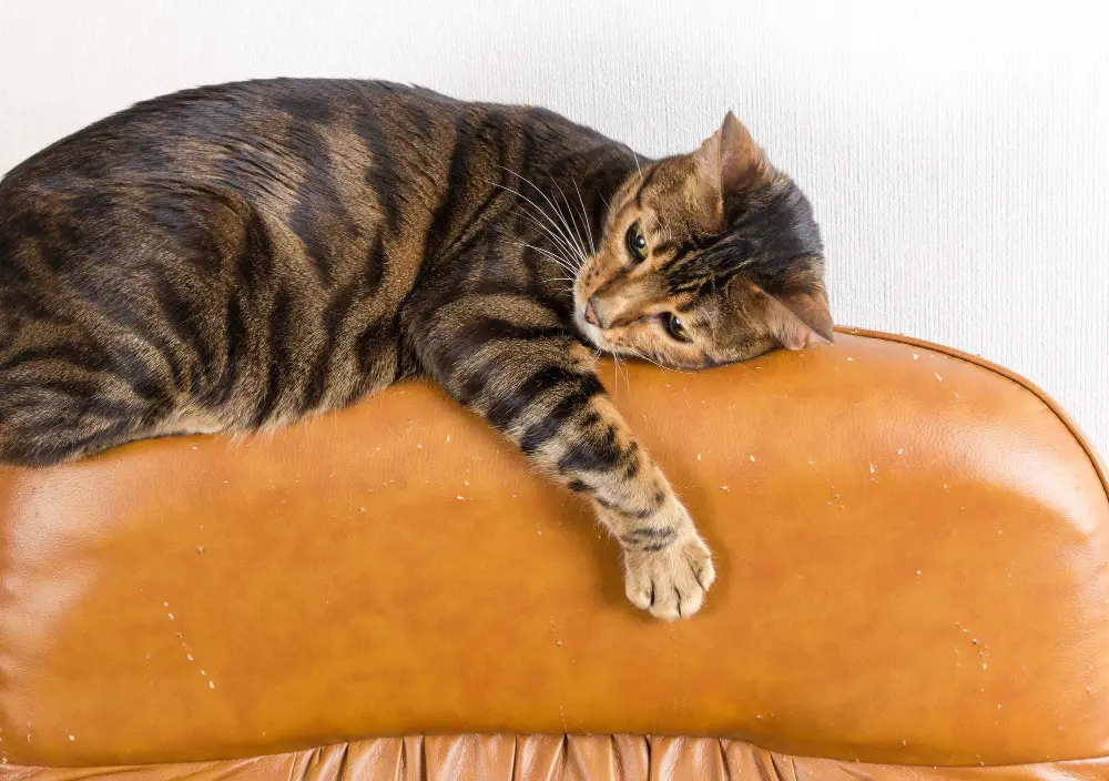 Cat Scratched Leather Armchair