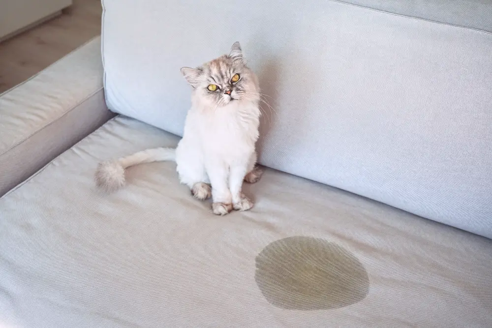 Cat Urinate Couch