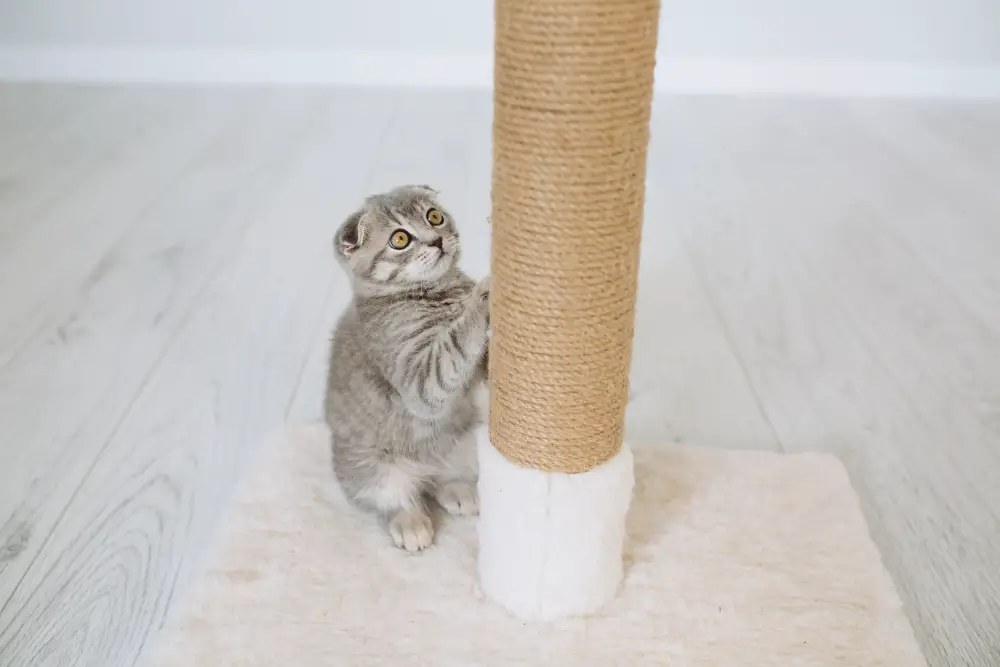 Cat scratching post made from sisal rope