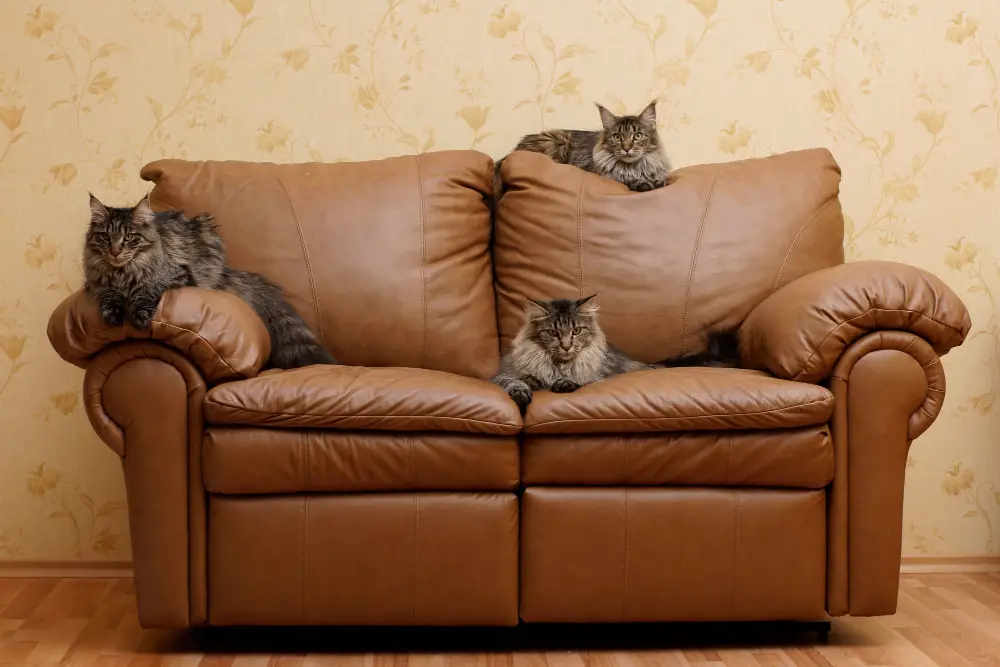 Leather Couch on the Wall with Cats