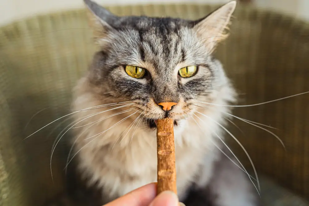 Rewarding Good Behavior Cat Treats