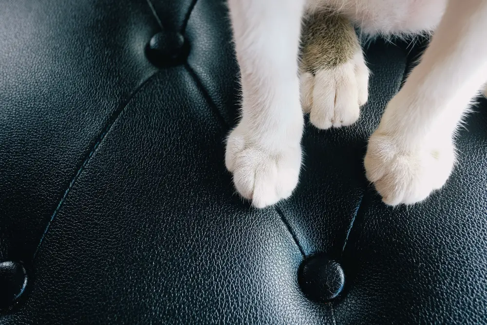 Shiny Leather couch with Cat Paws