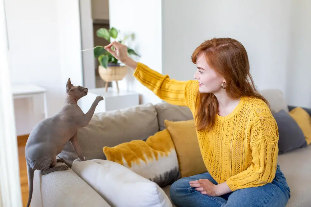 Training Cats to Avoid Scratching Playing Couch