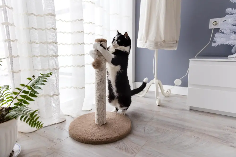 Training Your Cat Playing Scratching Pad