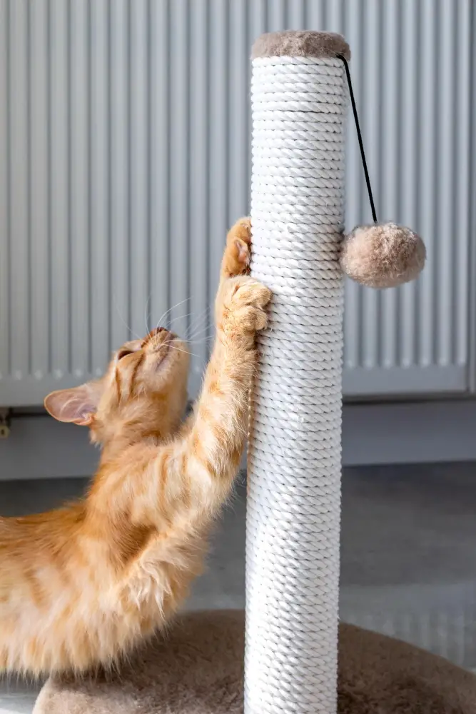 cat scratching post