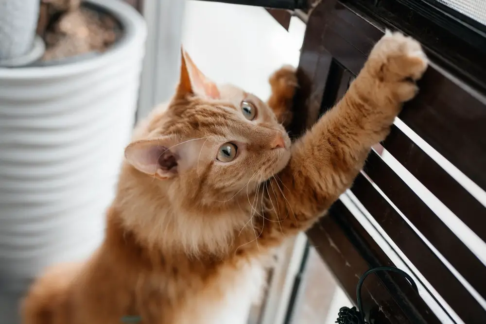 cat scratching windows