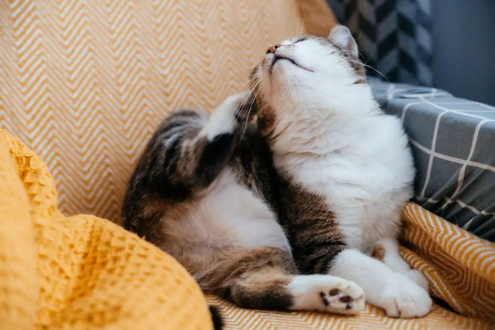 Fleas' Ability to Live On Leather Couches - Cat Scratching Falling